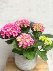 קרא עוד על המאמר משלוח פרחים בית חולים אסותא תל אביב