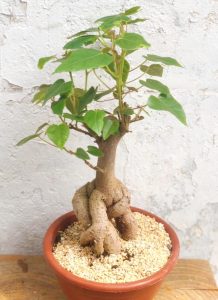 קרא עוד על המאמר חנות פרחים תל אביב