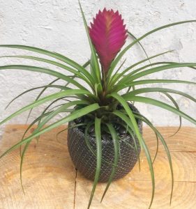 קרא עוד על המאמר חנות פרחים בגבעתיים