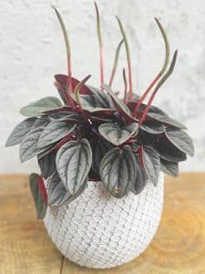 קרא עוד על המאמר משלוחי פרחים רמת אביב