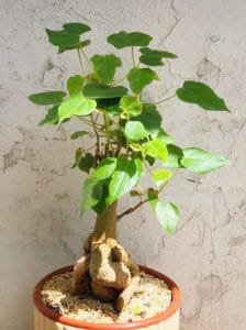 קרא עוד על המאמר פרחים ת״א