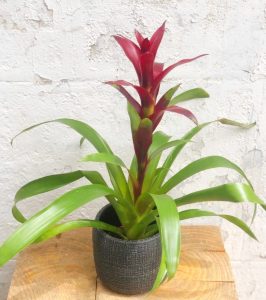 קרא עוד על המאמר חנות פרחים בתל אביב