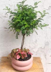 קרא עוד על המאמר משלוחי פרחים מהירים תל אביב