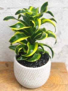 קרא עוד על המאמר חנויות פרחים ברמת גן