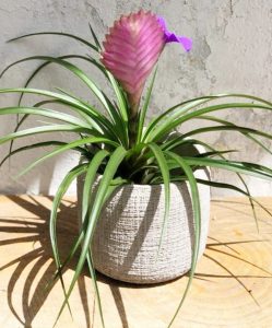 קרא עוד על המאמר פרחים תל אביב 2