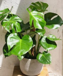 קרא עוד על המאמר פרחים בתל אביב