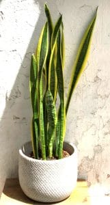 קרא עוד על המאמר פרחים ברמת אביב