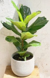 קרא עוד על המאמר משלוחי פרחים רמת גן