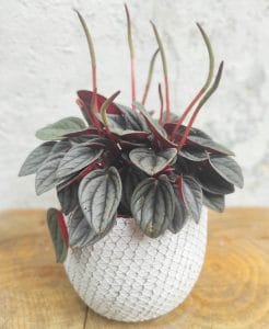 קרא עוד על המאמר משלוח פרחים בתל אביב