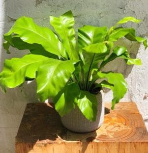 קרא עוד על המאמר חנות פרחים ברמת אביב