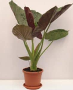 קרא עוד על המאמר חנויות פרחים ברמת אביב