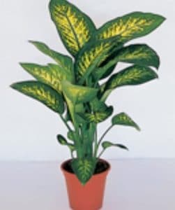 קרא עוד על המאמר פרחים רמת גן